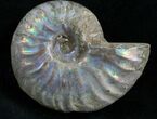 Silver Iridescent Ammonite - Madagascar #7782-1